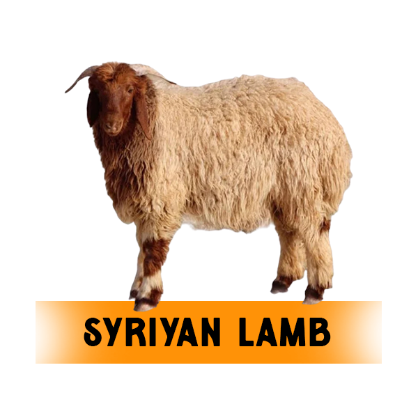 syrian lamb