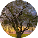 Maxem Sh profile picture